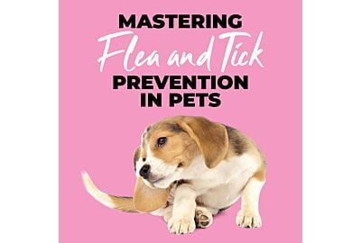 Mastering Flea and Tick Prevention in Dogs