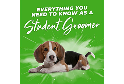 Everything you need to know as a student dog groomer