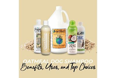 Oatmeal Dog Shampoo: Benefits, Uses, and Top Choices
