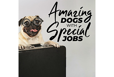 Amazing Dogs with Special Jobs