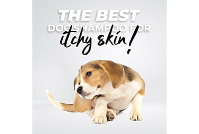 The Best Dog Shampoo for Itchy Skin