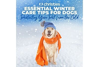 Essential Winter Care Tips for Dogs: Protecting Your Pet from the Cold