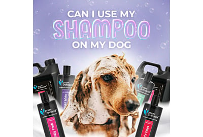 Can I Use My Shampoo on My dog?