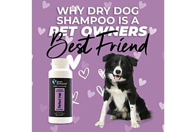 Why Dry Dog Shampoo is a Pet Owner’s Best Friend