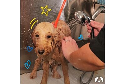 Squeaky Clean: Top Pet Grooming Shampoos from Christies 