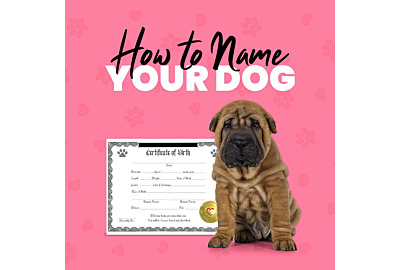 How to Name Your Dog