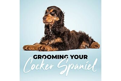 Grooming Your Cocker Spaniel: Tips and Tricks for a Healthy and Happy Pup