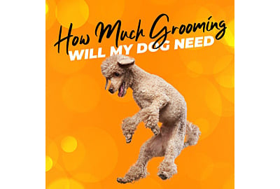 How Much Grooming Will My Dog Need?