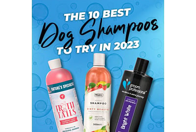10 Best Dog Shampoos to Try in 2023