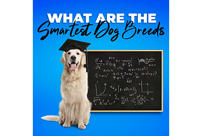 What are the Smartest Dog Breeds?