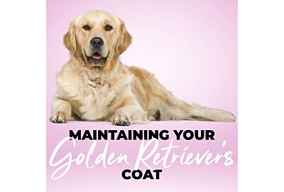 Maintaining Your Golden Retriever's Coat