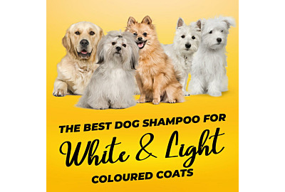 The Best Dog Shampoo for White/Light-Coloured Coats 