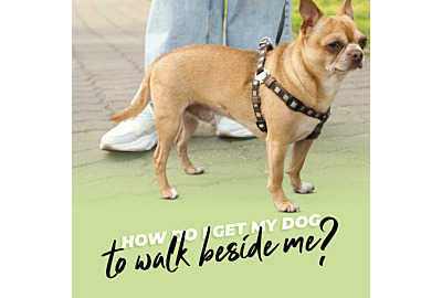 How do I get my dog to walk beside me?