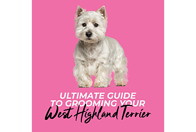 Ultimate Guide to Grooming Your West Highland Terrier: From Basics to Shine 