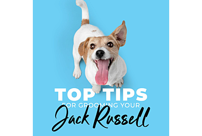 Top Tips for Grooming your Jack Russell 