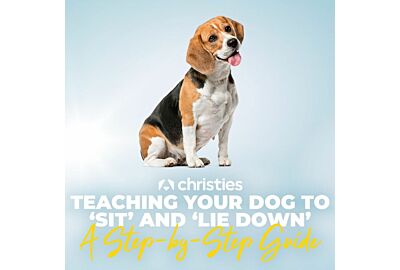 Teaching Your Dog to 'Sit' and 'Lie Down': A Step-by-Step Guide