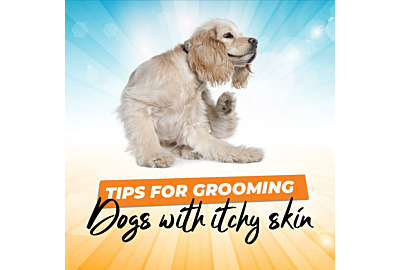 Tips for grooming dogs with itchy skin