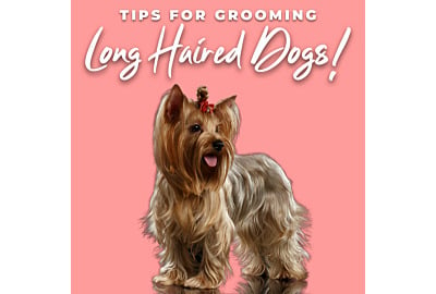 Anna Mulholland: Tips for Grooming Dogs with Long Coats