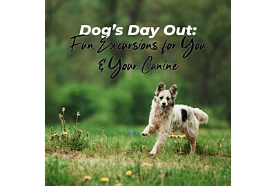 A Dog's Day Out: Fun Excursions for You and Your Canine Friend