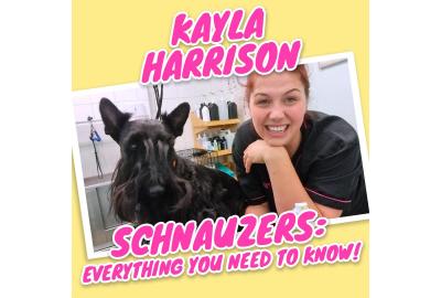 Kayla Harrison Schnauzers - Everything You Need To Know