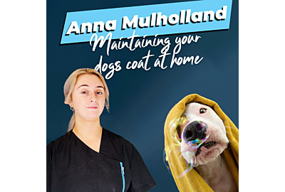 Anna Mulholland: Maintaining your dog's coat at home