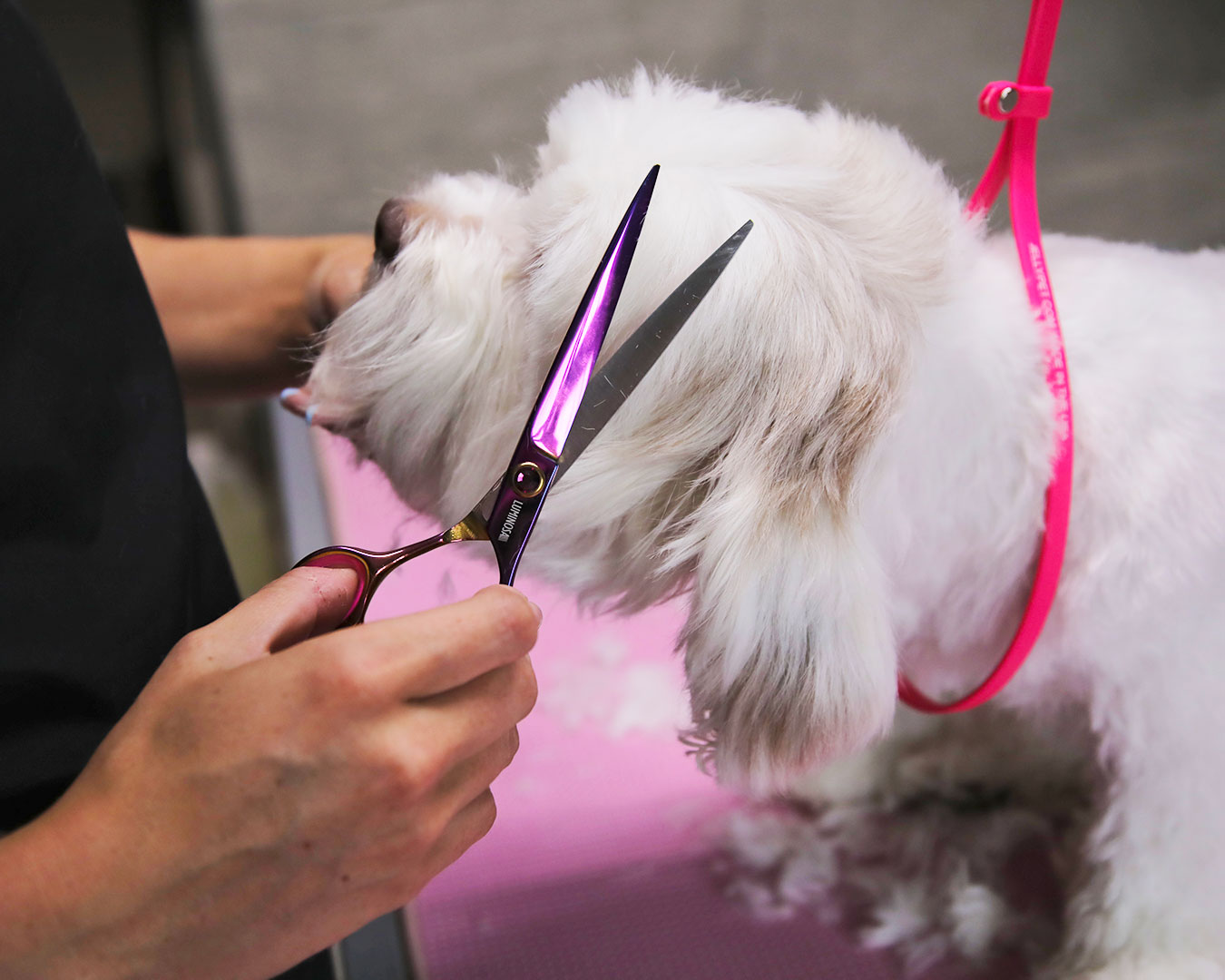 Groom Professional dog grooming scissors