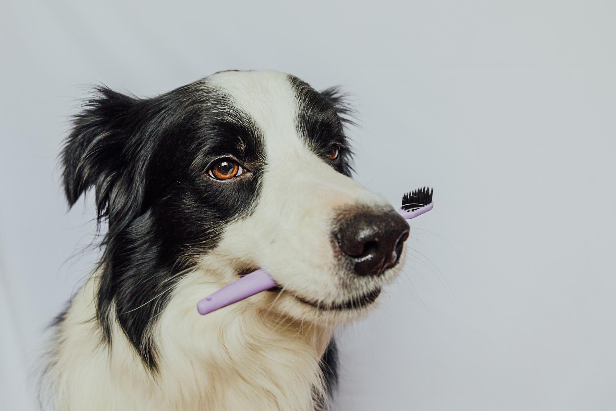 Oral Care Dog photograph - Dog with tooth brush
