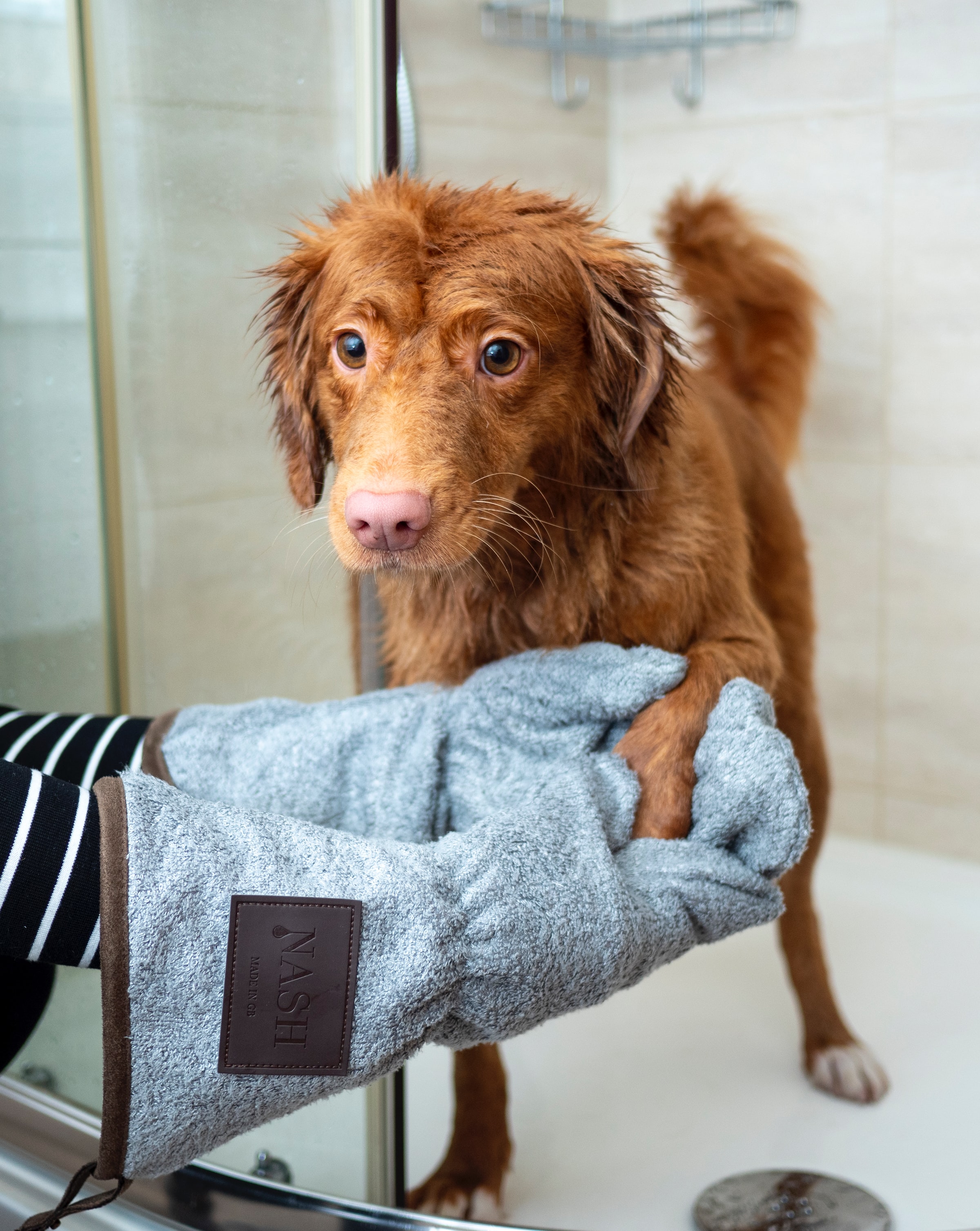 Dog Home Grooming - Pet being dried in shower