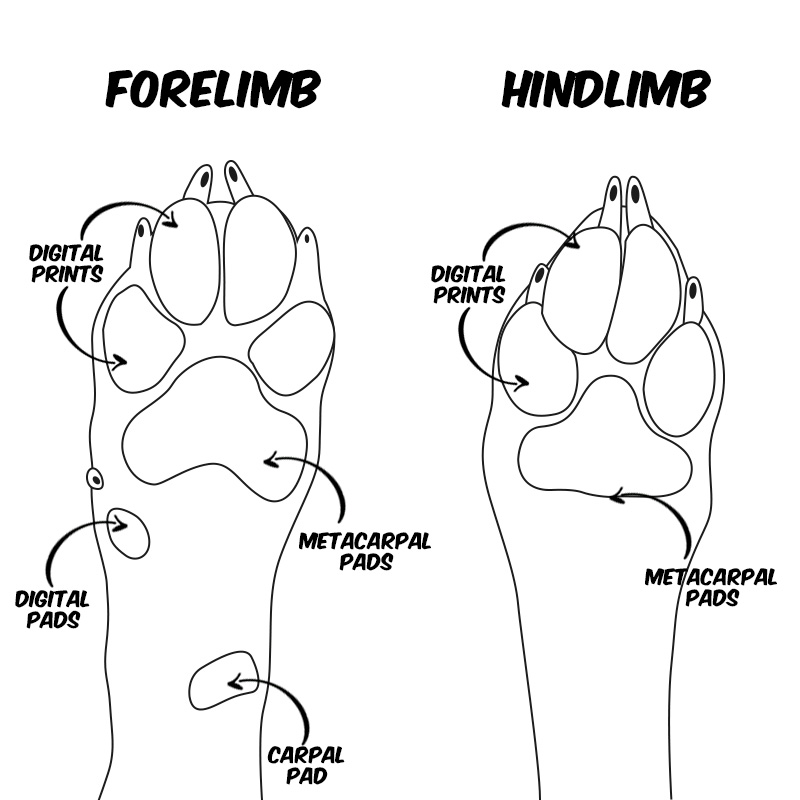 Paw Care Diagram