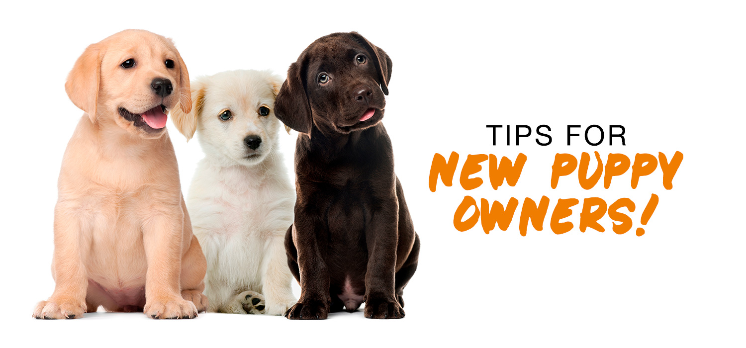Tips for new puppy owners