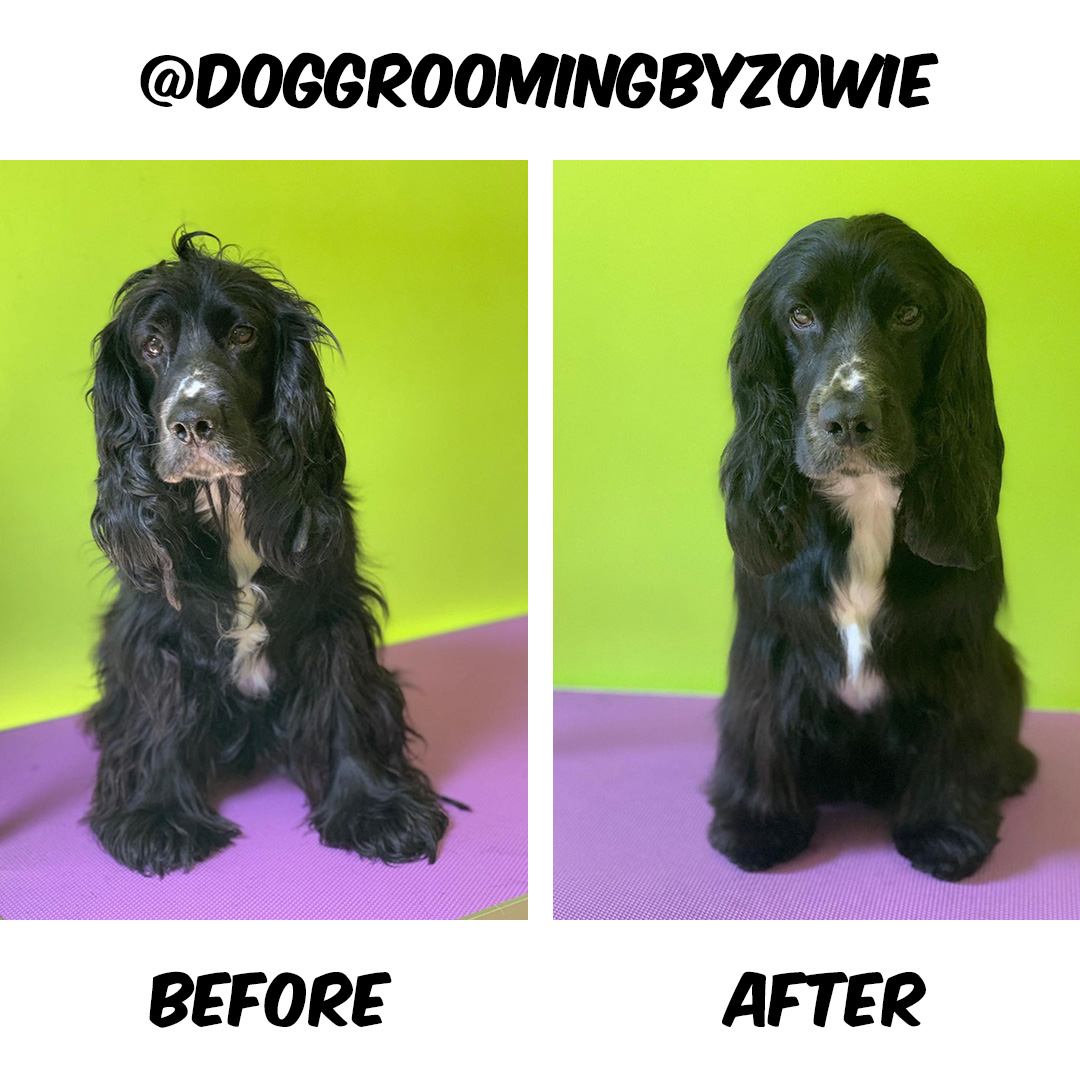 Dog Before and After Groom