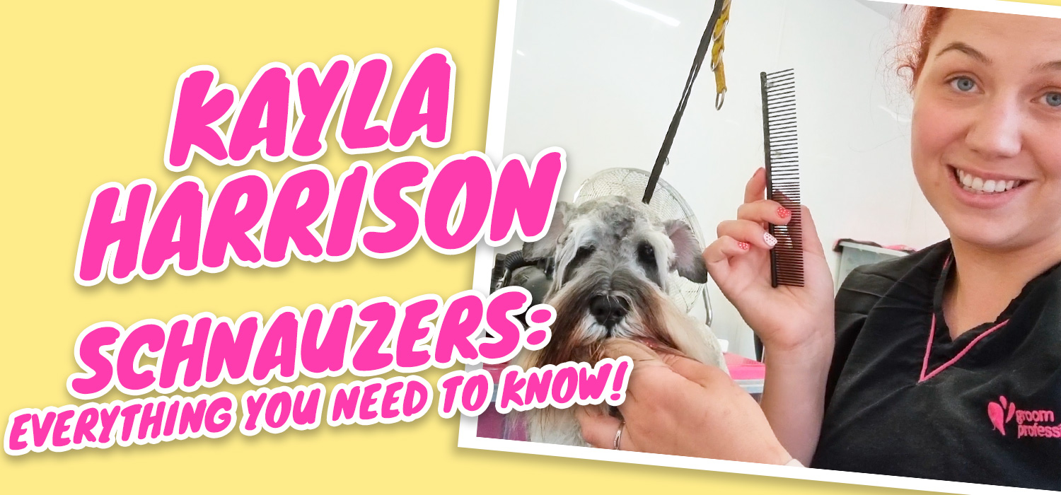 Kayla Harrison Schnauzers - Everything You Need To Know