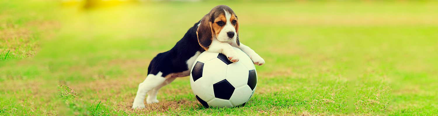 Dog on football