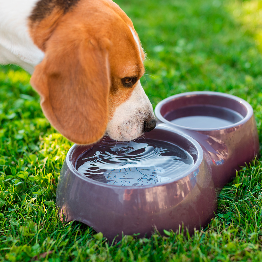 Dog drinking water