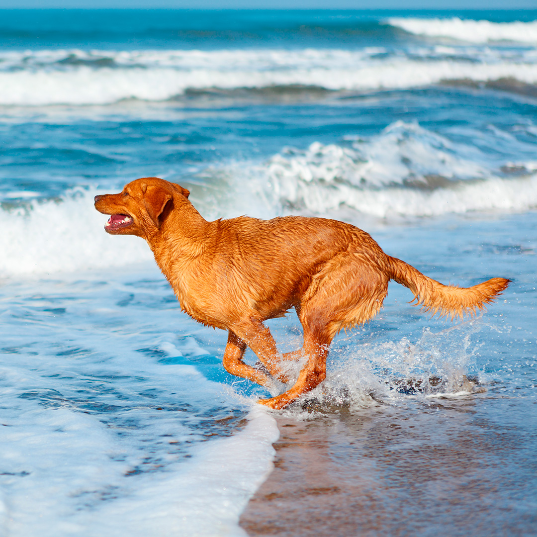 Dog beach fun