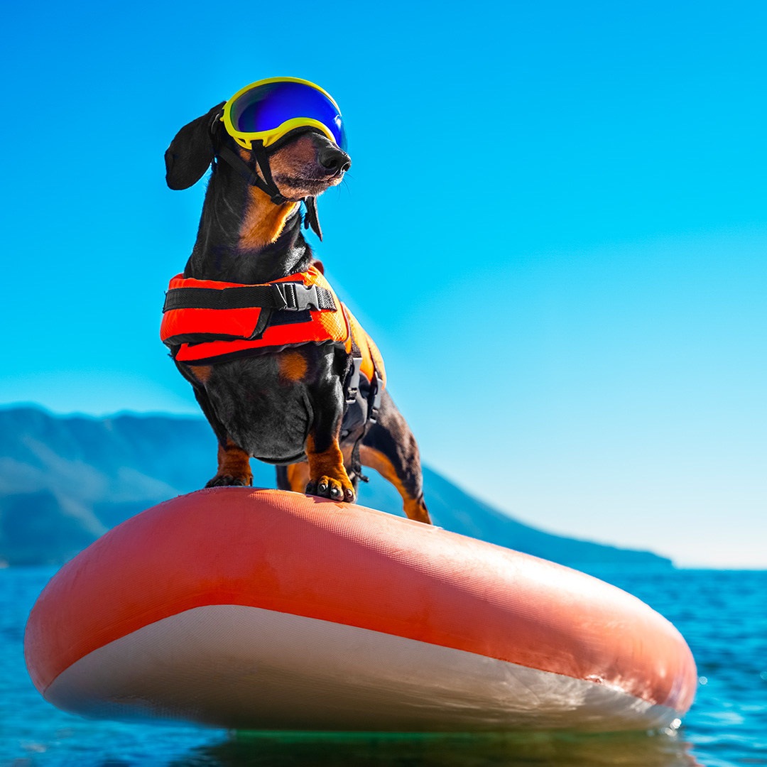 Dog Paddleboarding