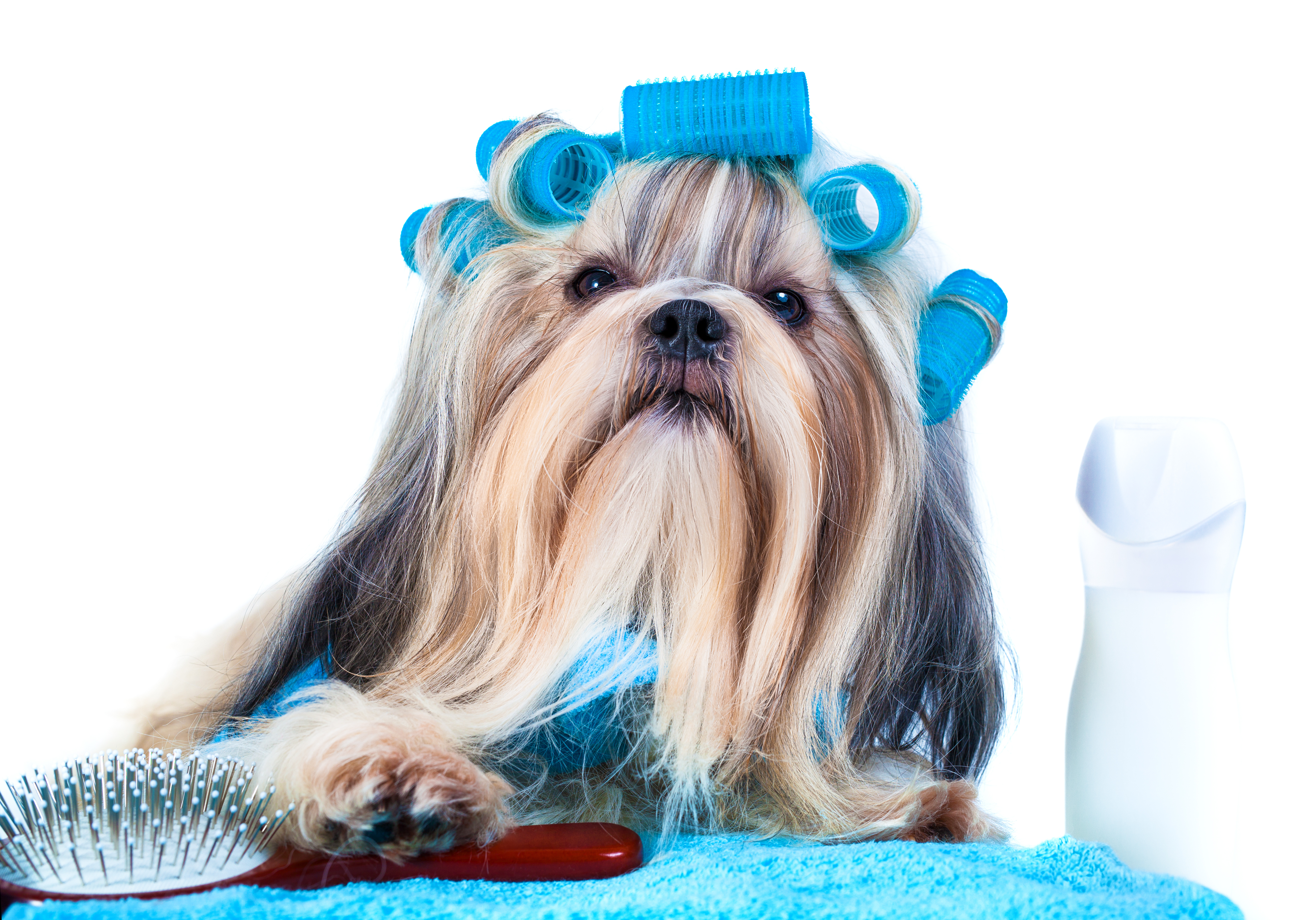 Dog Grooming - Christies Direct