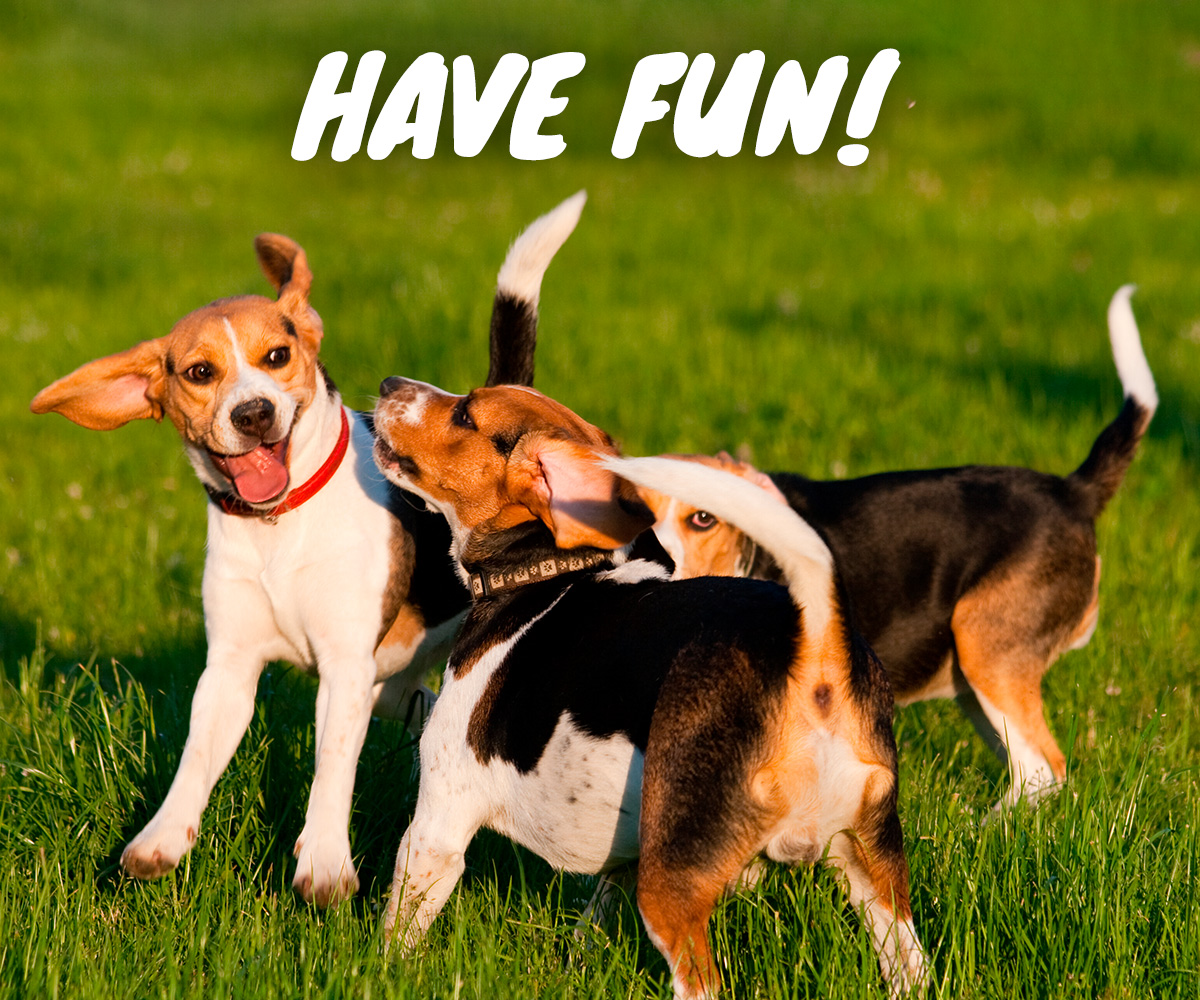 Dogs, Have Fun