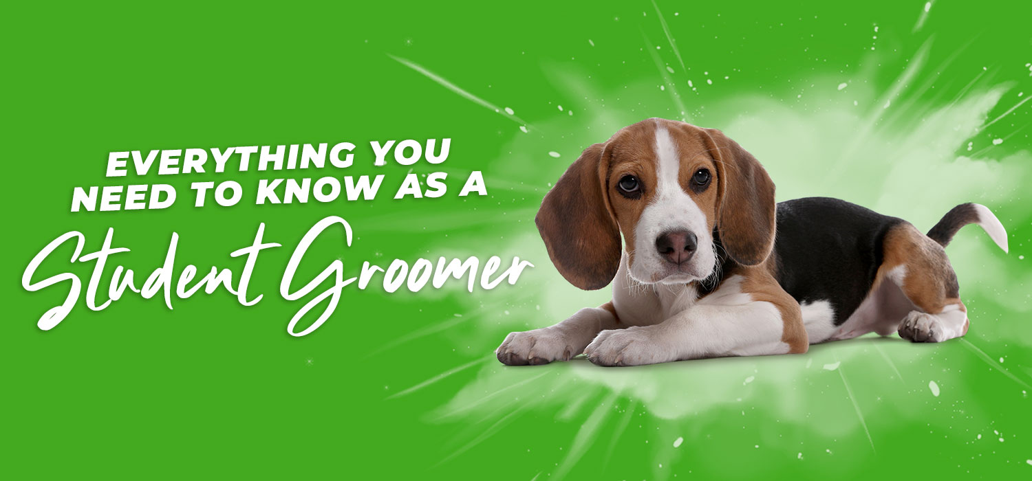 beagle with text "everything you need to know as a student groomer"