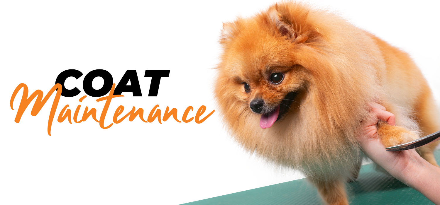 Pomeranian with text "coat maintenance"