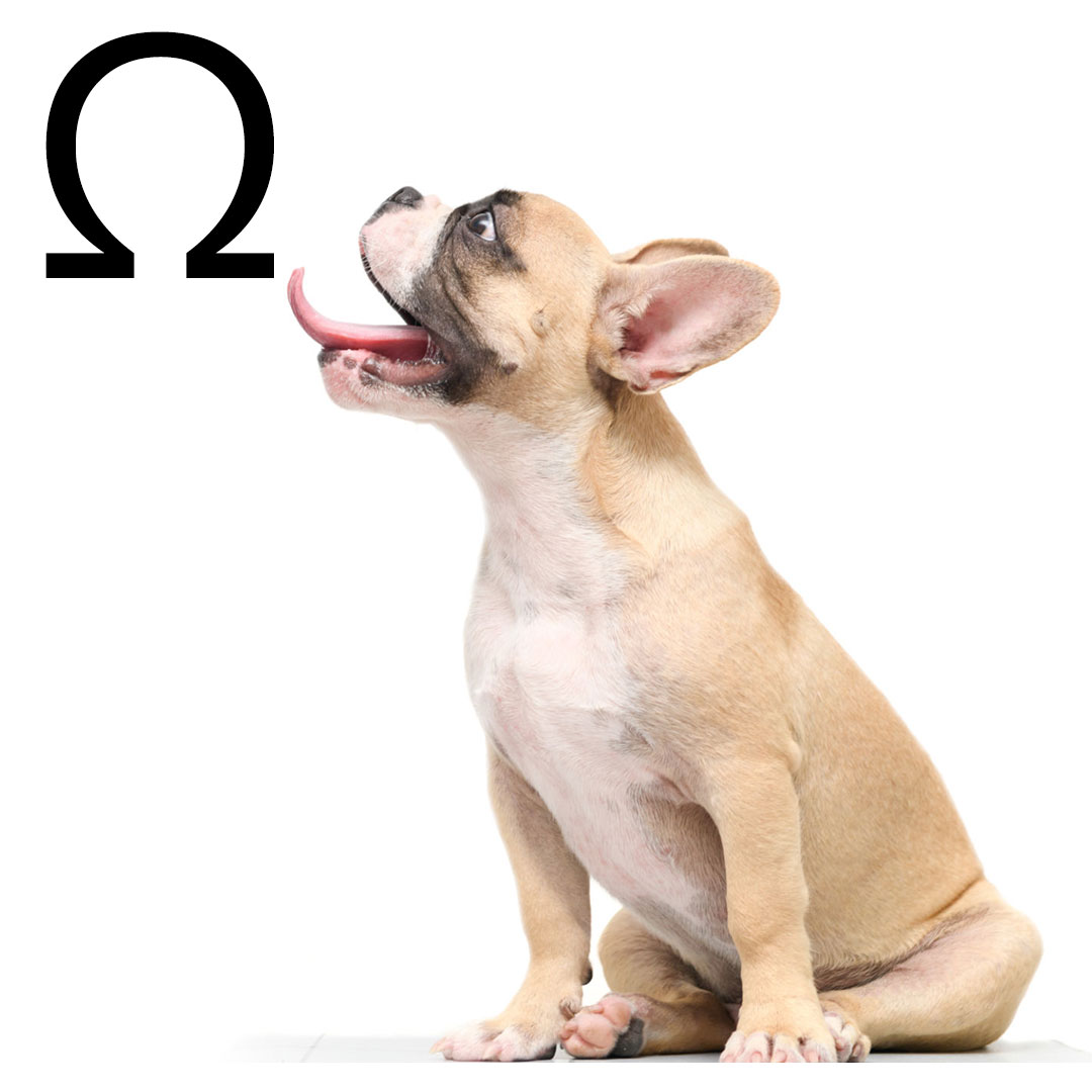 omega 3 dog