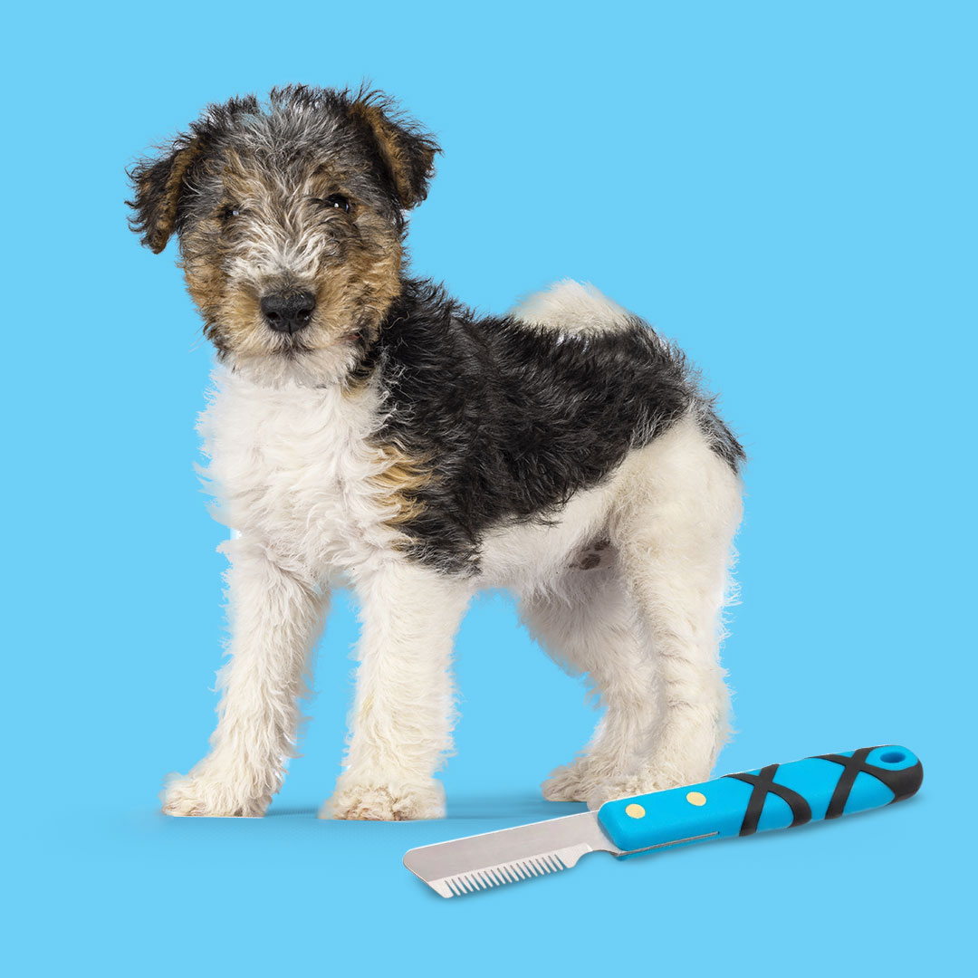 scruffy wire coated dog beside a groom professional hand stripping knife