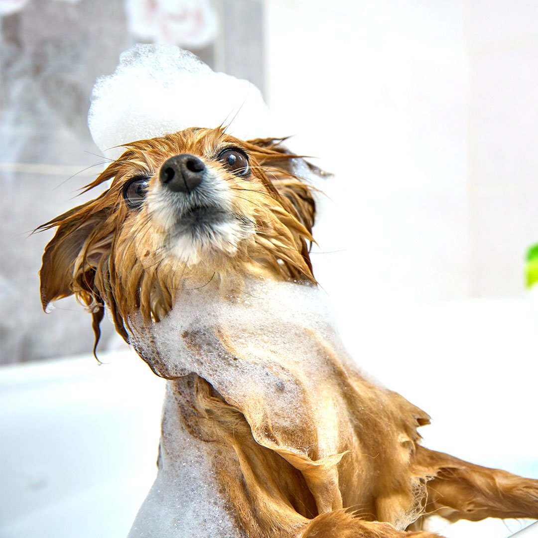 soapy and unhappy dog