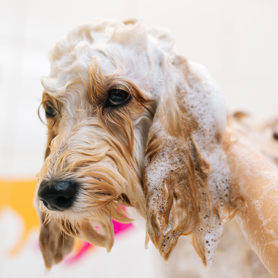 dog with long ears in bath