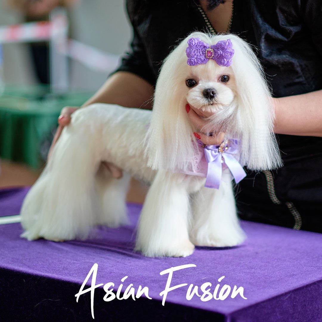 asian fusion dog groom