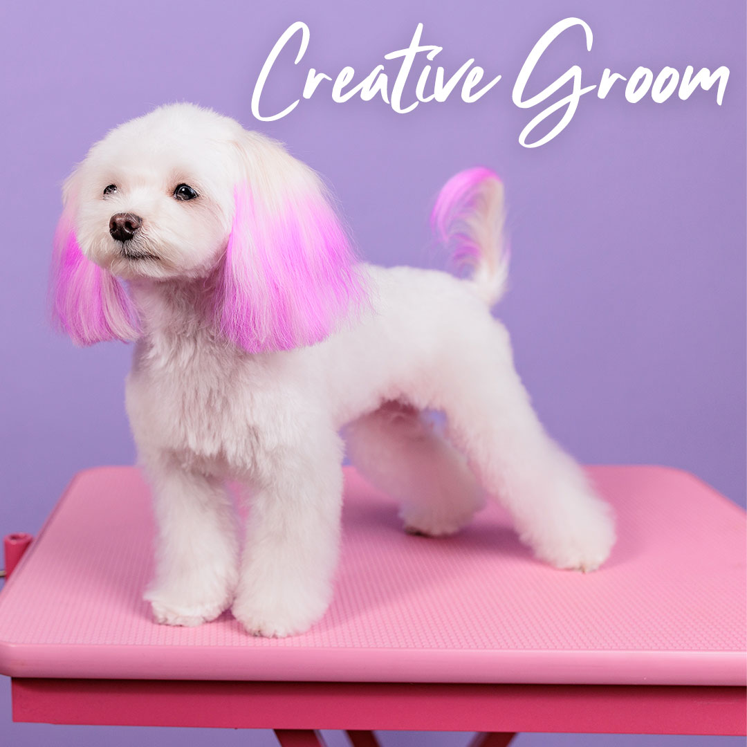 creative dog grooming
