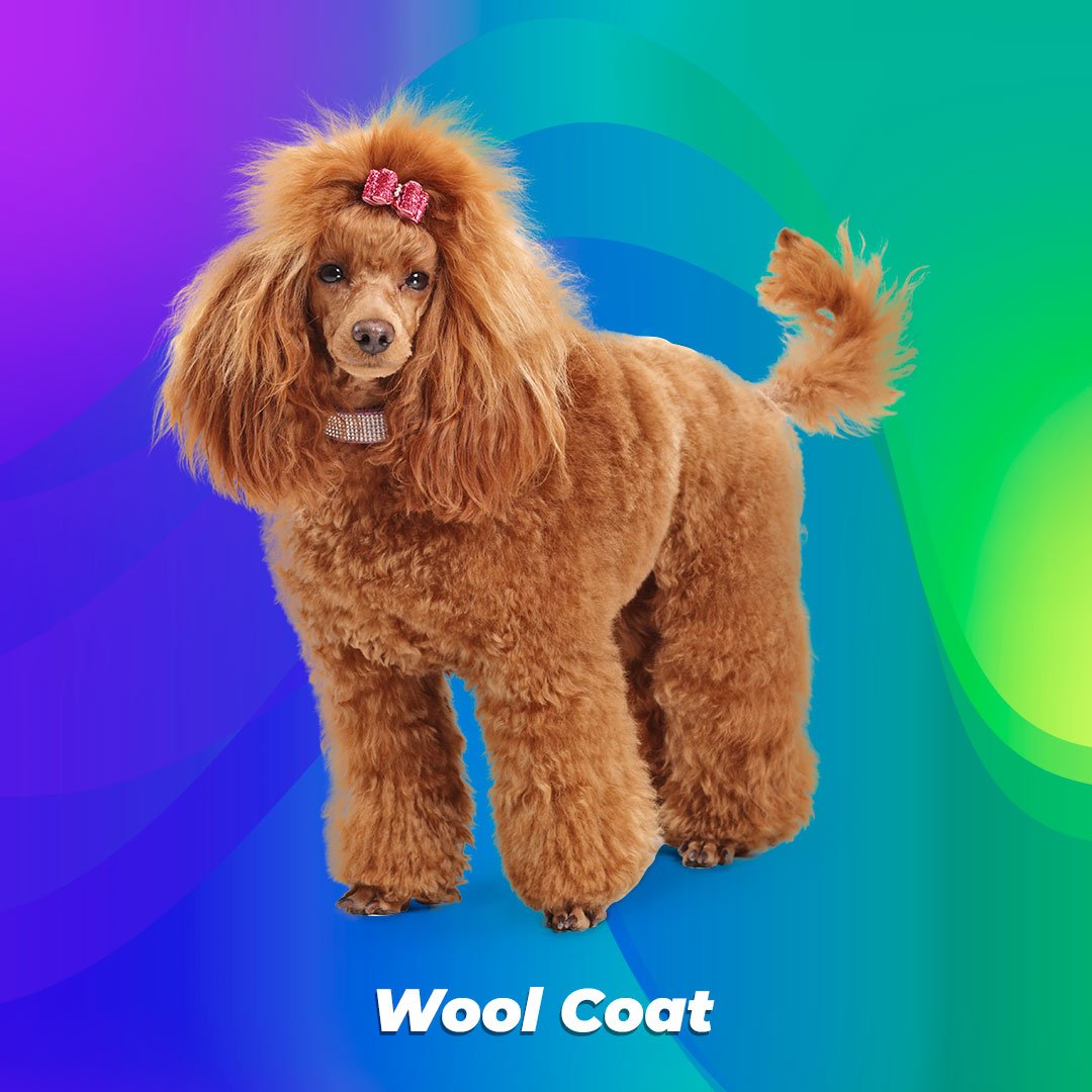 poodle with "wool coat"