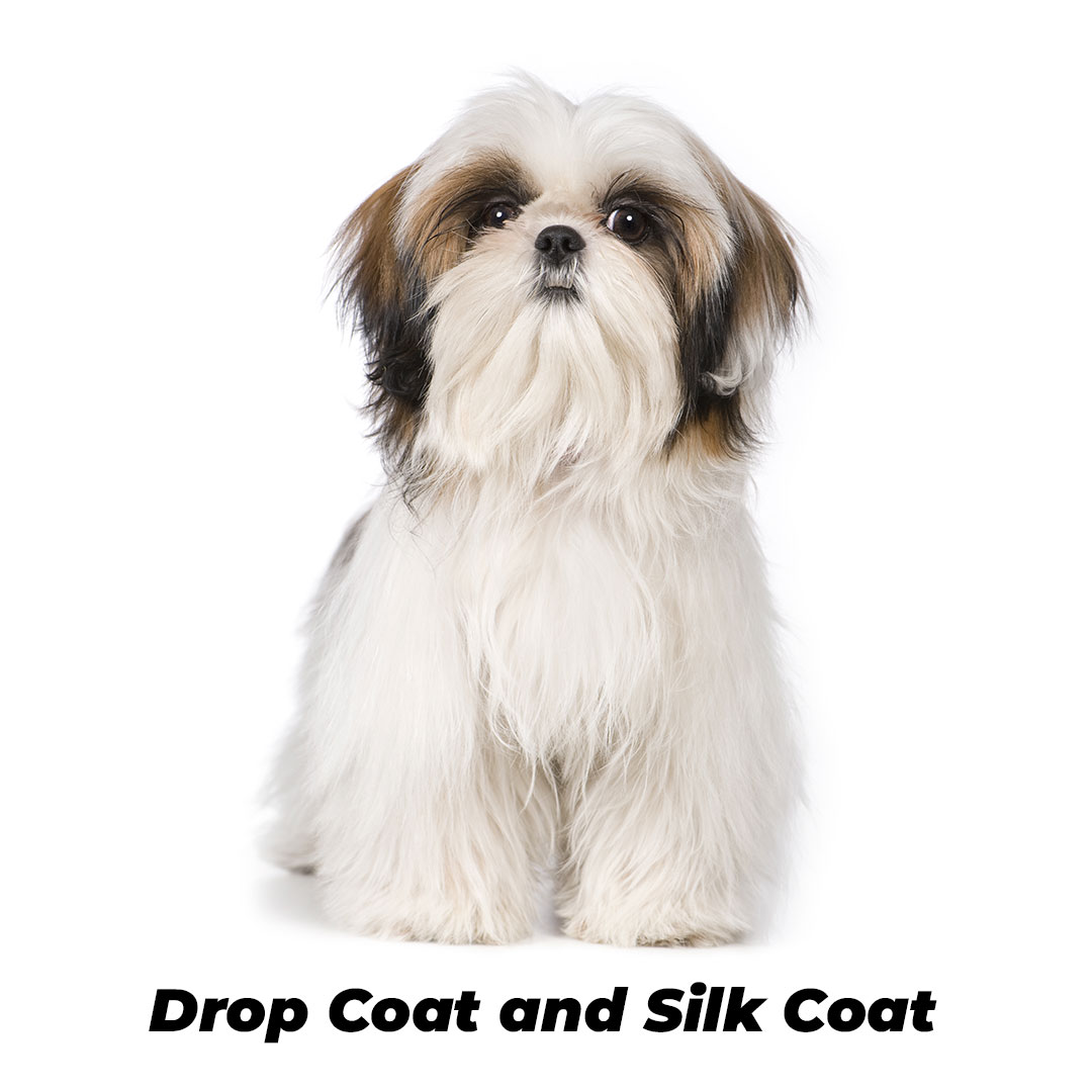 drop coat with shitzu