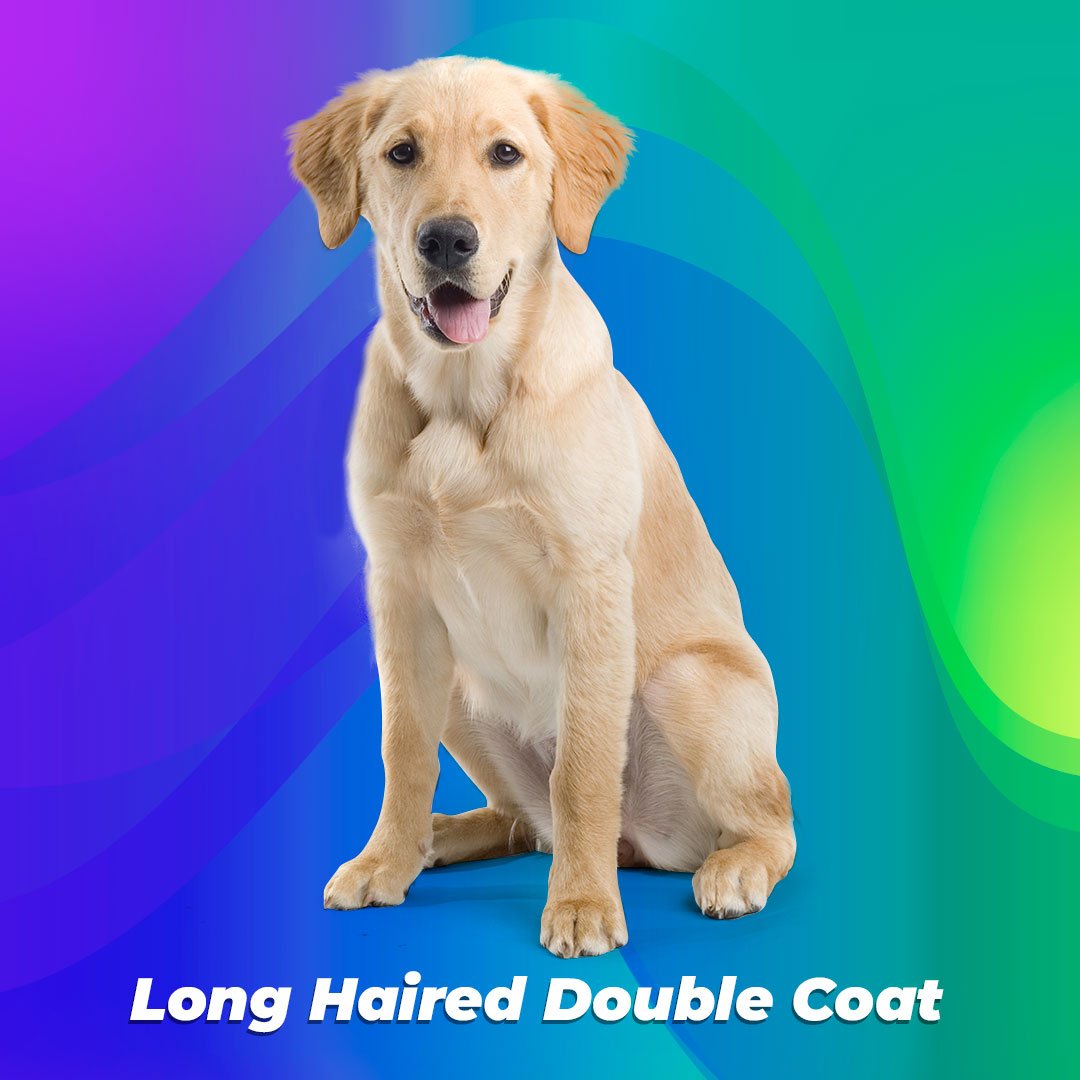 double coated long haired dogs