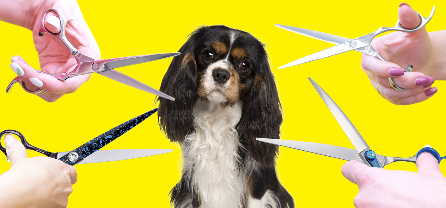 Dog with Scissors pointed at